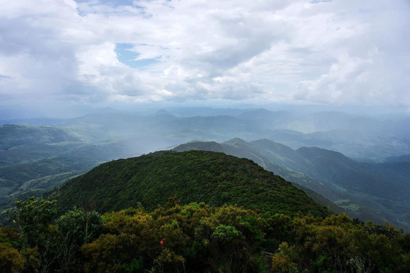 Dense montane forest canopy