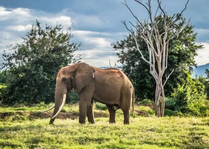 Elephants gathered at a waterhole