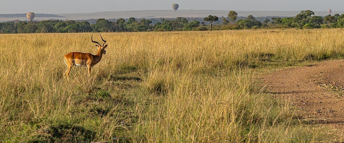 A hot air balloon drifting low over the plains at dawn
