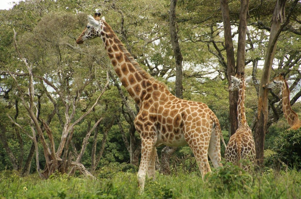Giraffes browsing among acacia trees