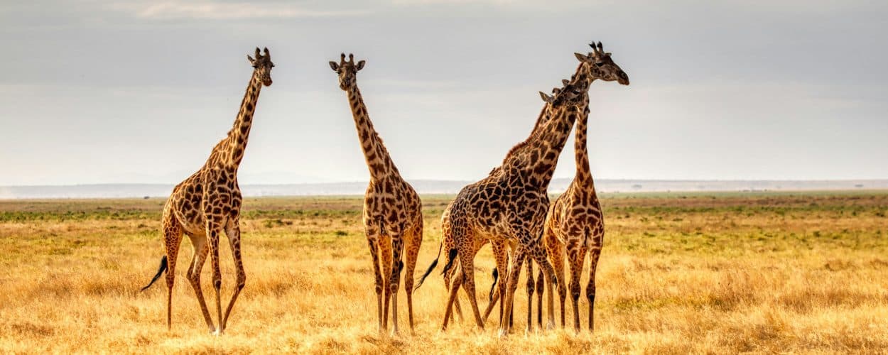 Giraffes browsing among acacia trees
