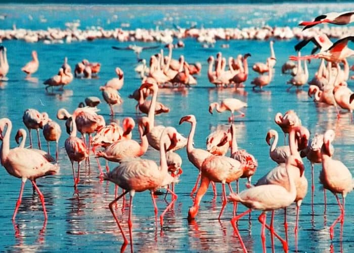 Flamingos wading in the shallows of a soda lake
