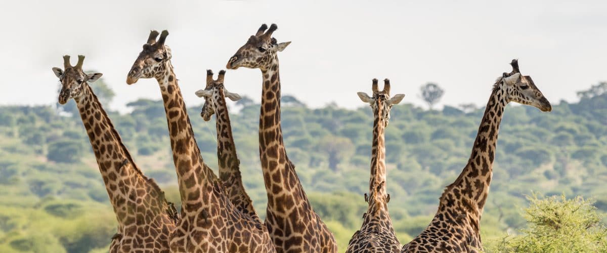 Giraffes browsing among acacia trees