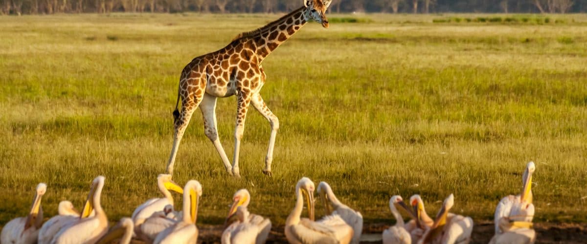 Giraffes browsing among acacia trees
