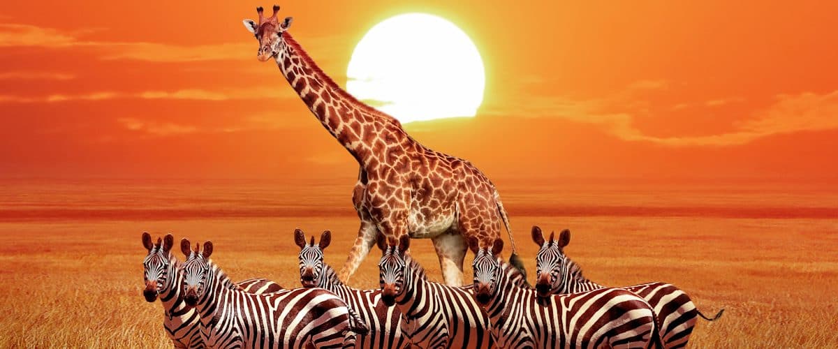 Giraffes browsing among acacia trees