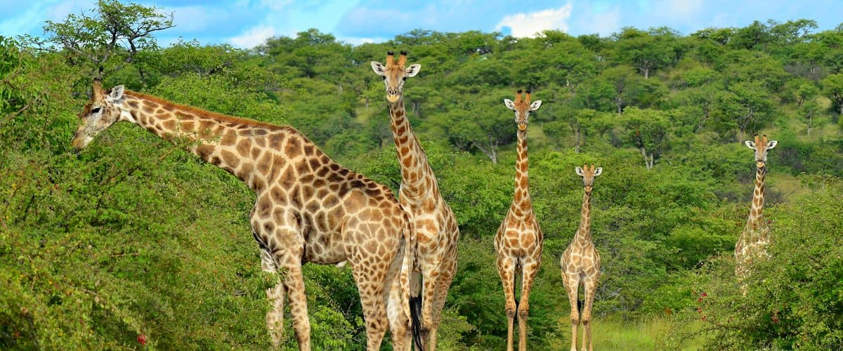 Giraffes browsing among acacia trees