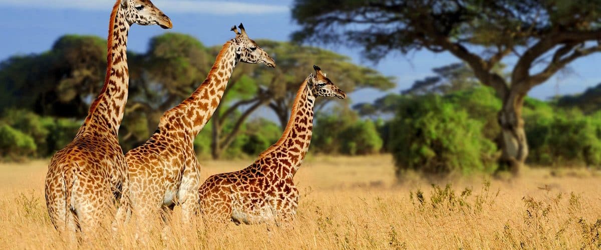 Giraffes browsing among acacia trees