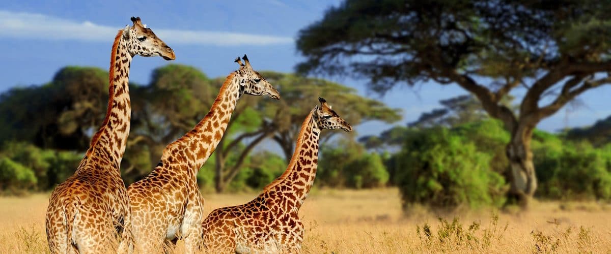 Giraffes browsing among acacia trees