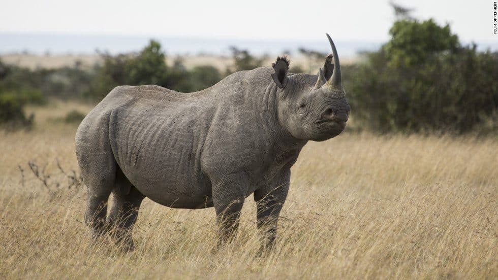 A rhino grazing in open grassland