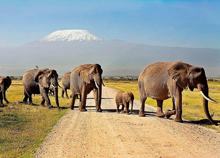 An elephant herd crossing open plains beneath the snow-capped peak of Mount Kilimanjaro