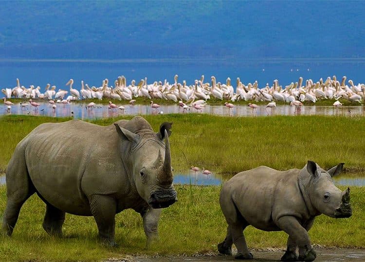 A rhino grazing in open grassland
