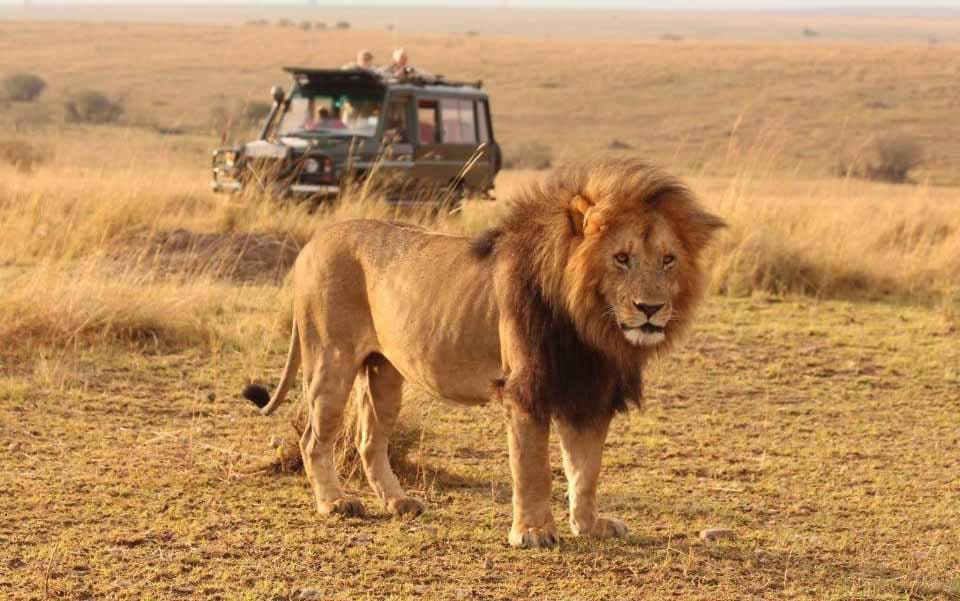 A safari vehicle with an open roof on a game drive
