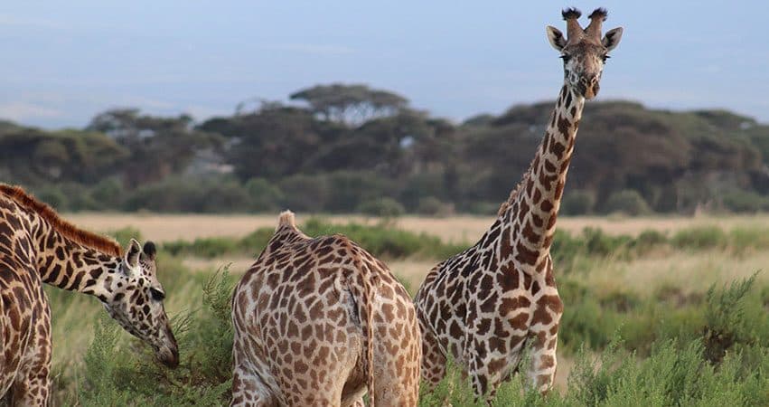 Giraffes browsing among acacia trees