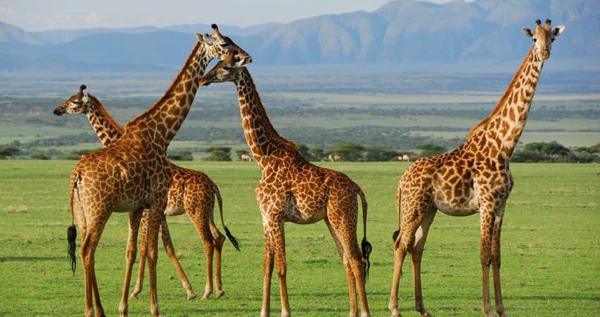 Giraffes browsing among acacia trees