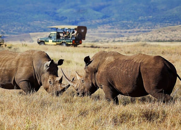 A rhino grazing in open grassland