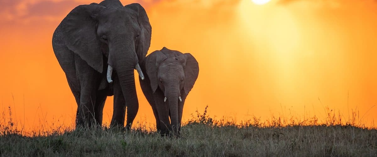 Elephants silhouetted against a low sun