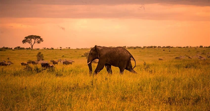 Elephants silhouetted against a low sun