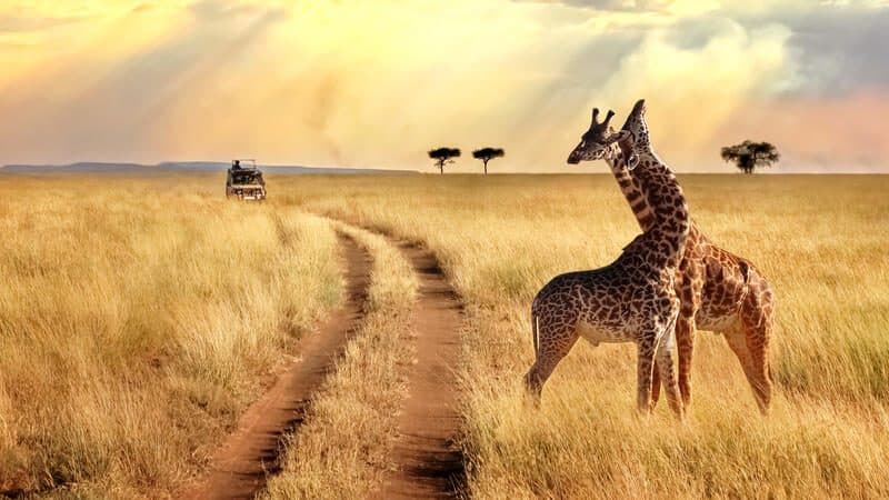 Giraffes browsing beside an open savannah track
