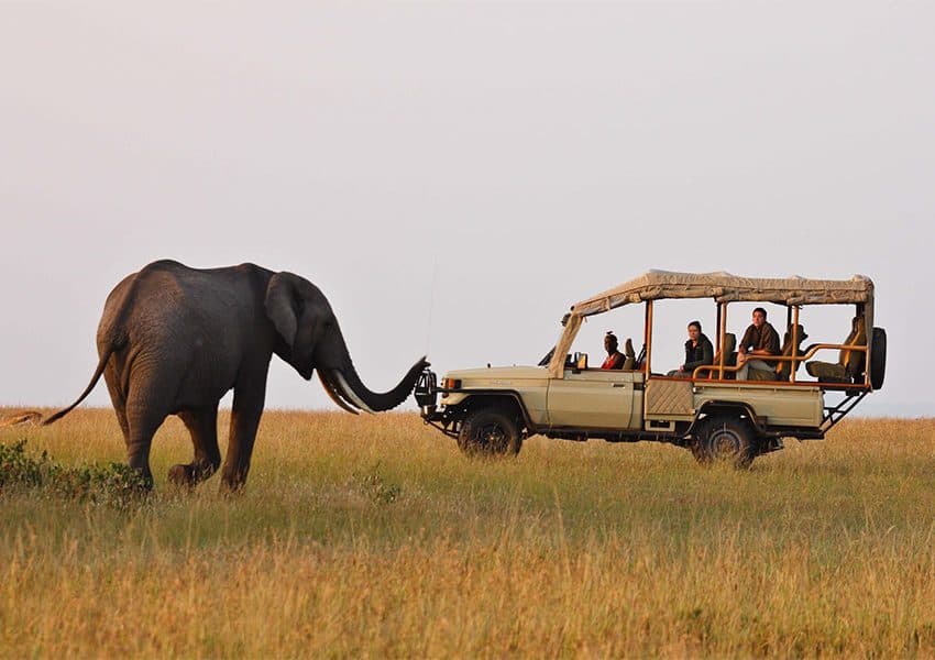 An elephant crossing the grassland beside a safari vehicle