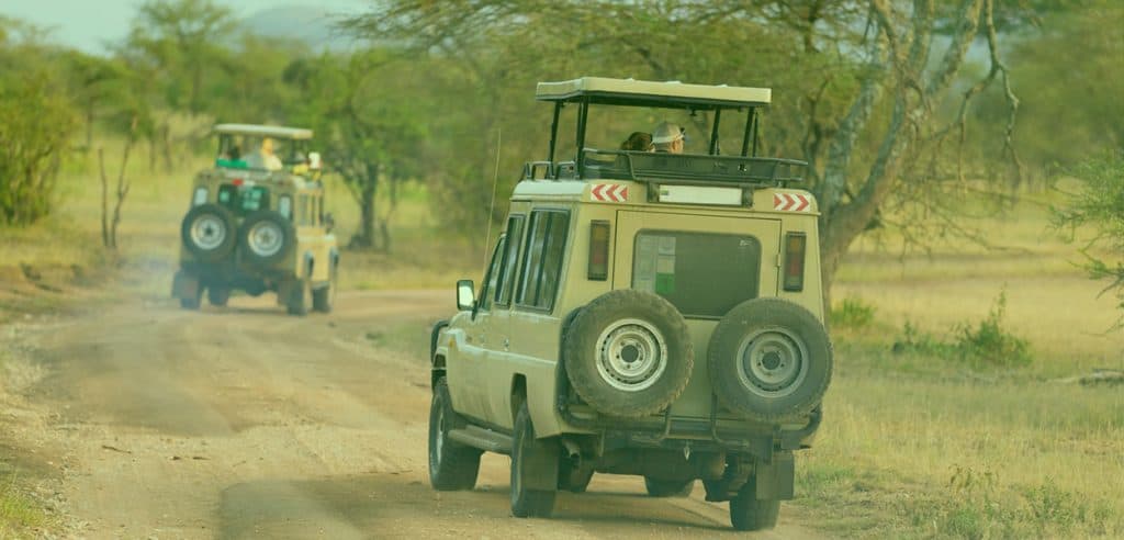 Safari vehicles following a wooded park track