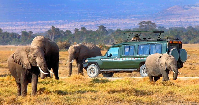 Elephants beside an open-roof safari vehicle on the grassland