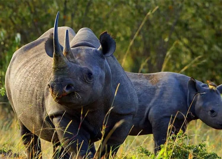 A black rhino grazing in dense vegetation