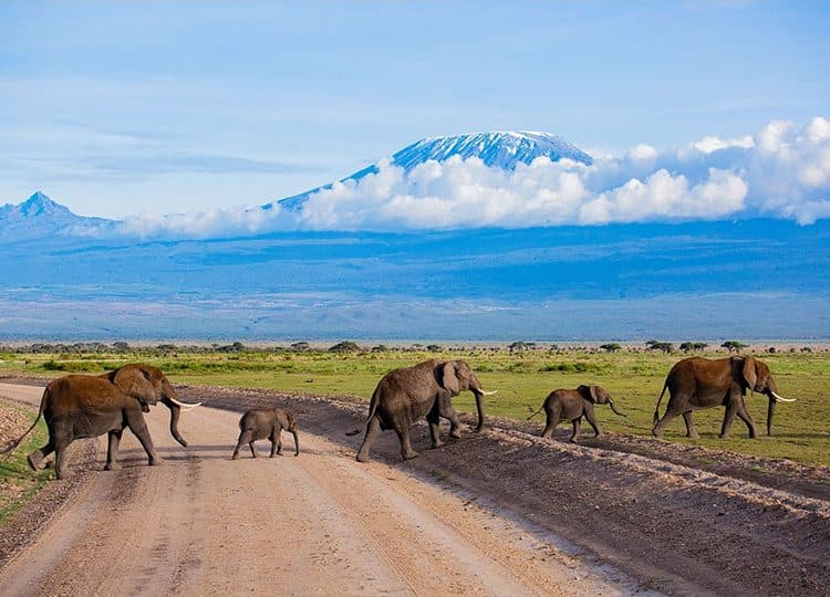 An elephant herd crossing open plains beneath the snow-capped peak of Mount Kilimanjaro