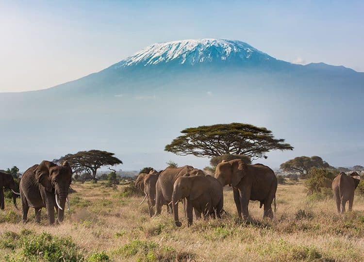 Elephants grazing beneath Mount Kilimanjaro
