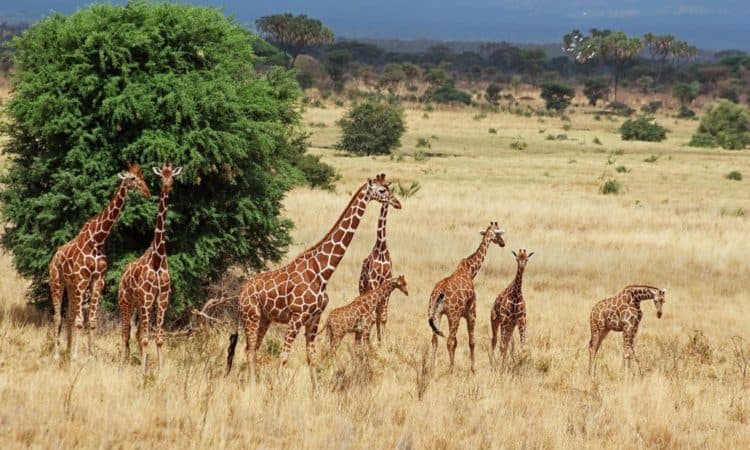 Reticulated giraffes, with their sharply defined chestnut markings, in the dry country of Samburu