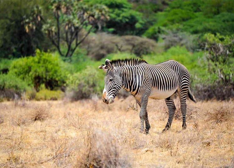 Beisa oryx and other dry-country species of northern Kenya