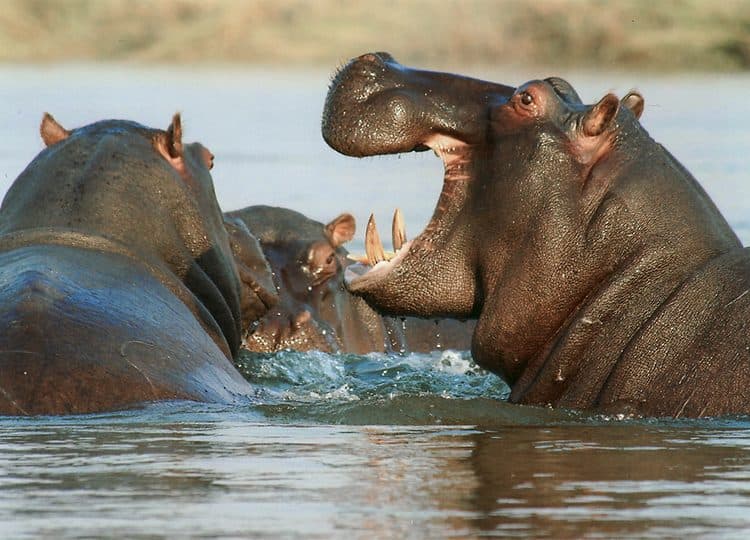 Hippos resting in shallow water
