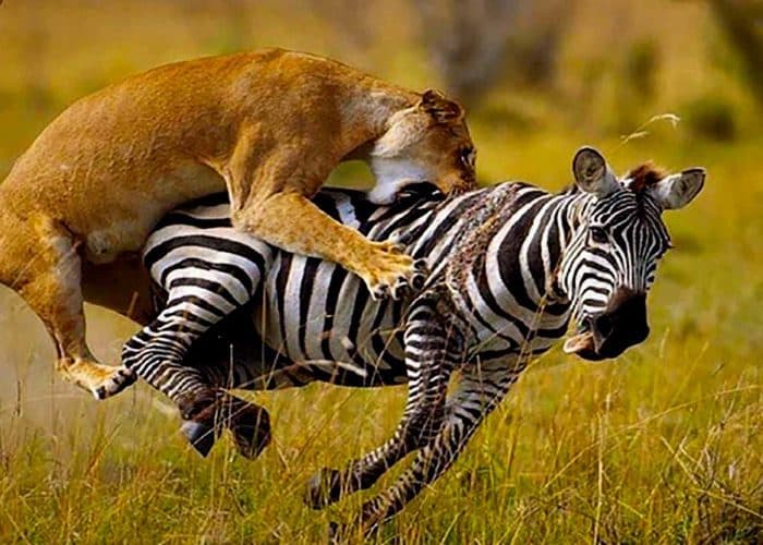 Lions resting in long golden grass