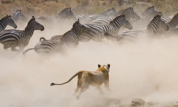 Lions resting in long golden grass