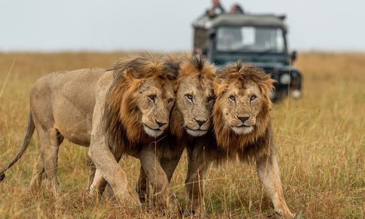 Lions resting in long golden grass