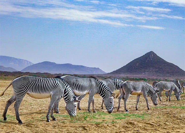 Beisa oryx and other dry-country species of northern Kenya