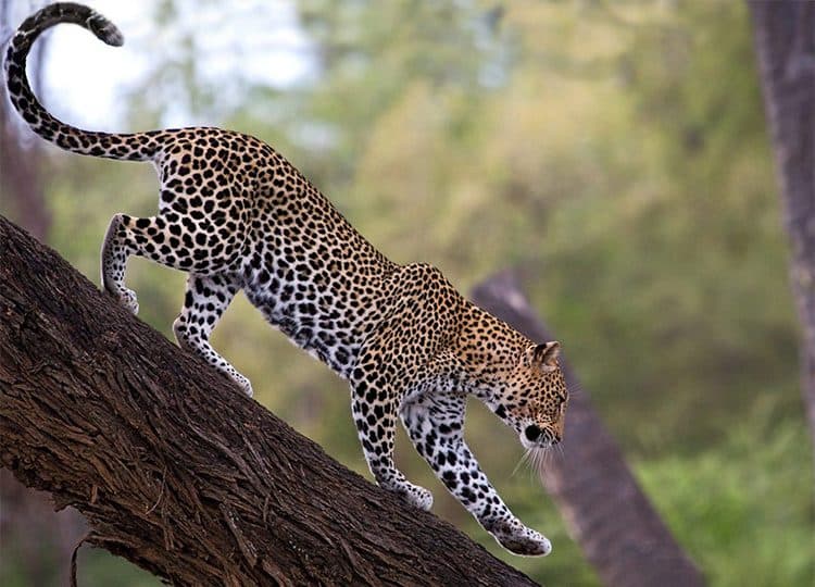 A leopard stretched along a thick tree branch