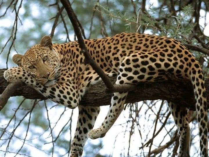 A leopard stretched along a thick tree branch