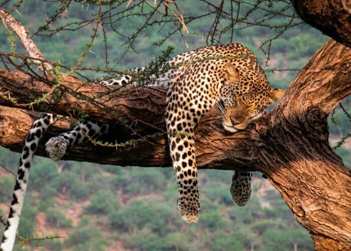 A leopard stretched along a thick tree branch