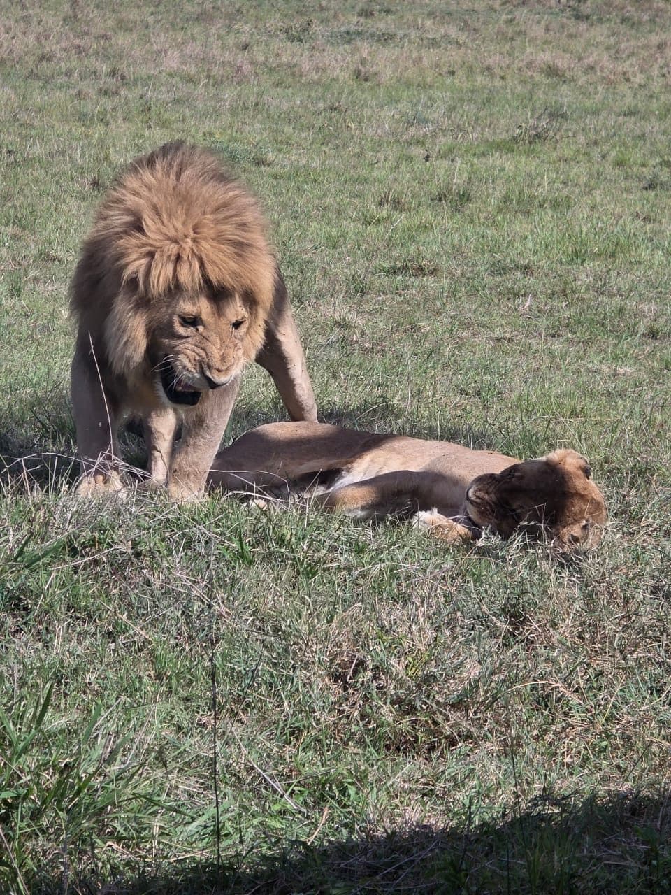 Lions resting in long golden grass