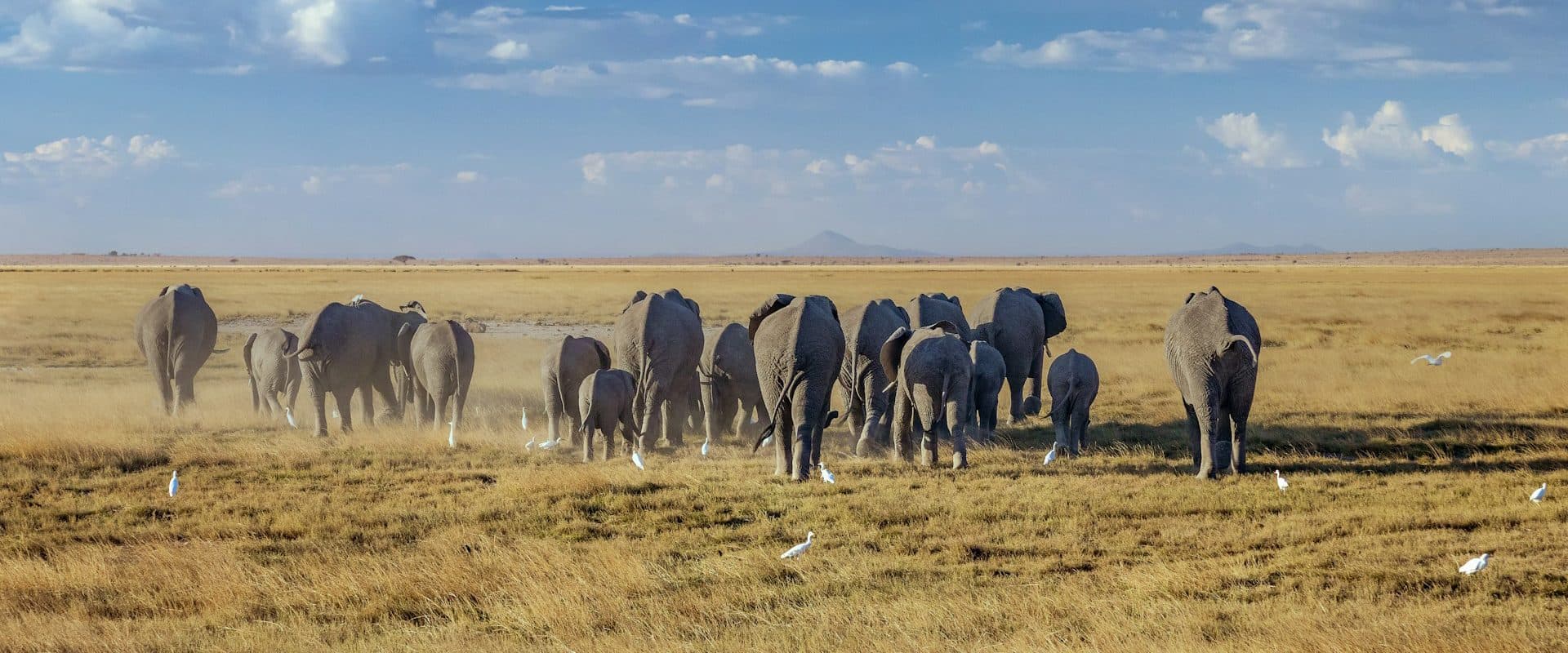 An elephant herd crossing open plains beneath the snow-capped peak of Mount Kilimanjaro