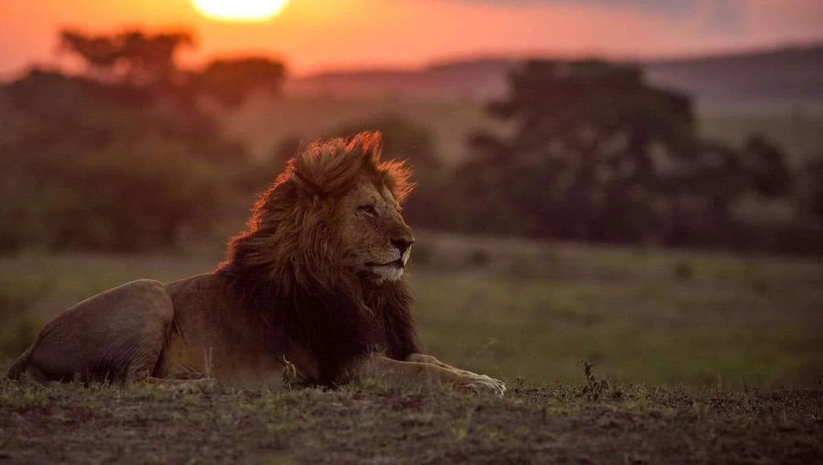 Lions resting in long golden grass
