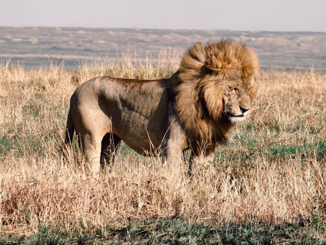 Lions resting in long golden grass