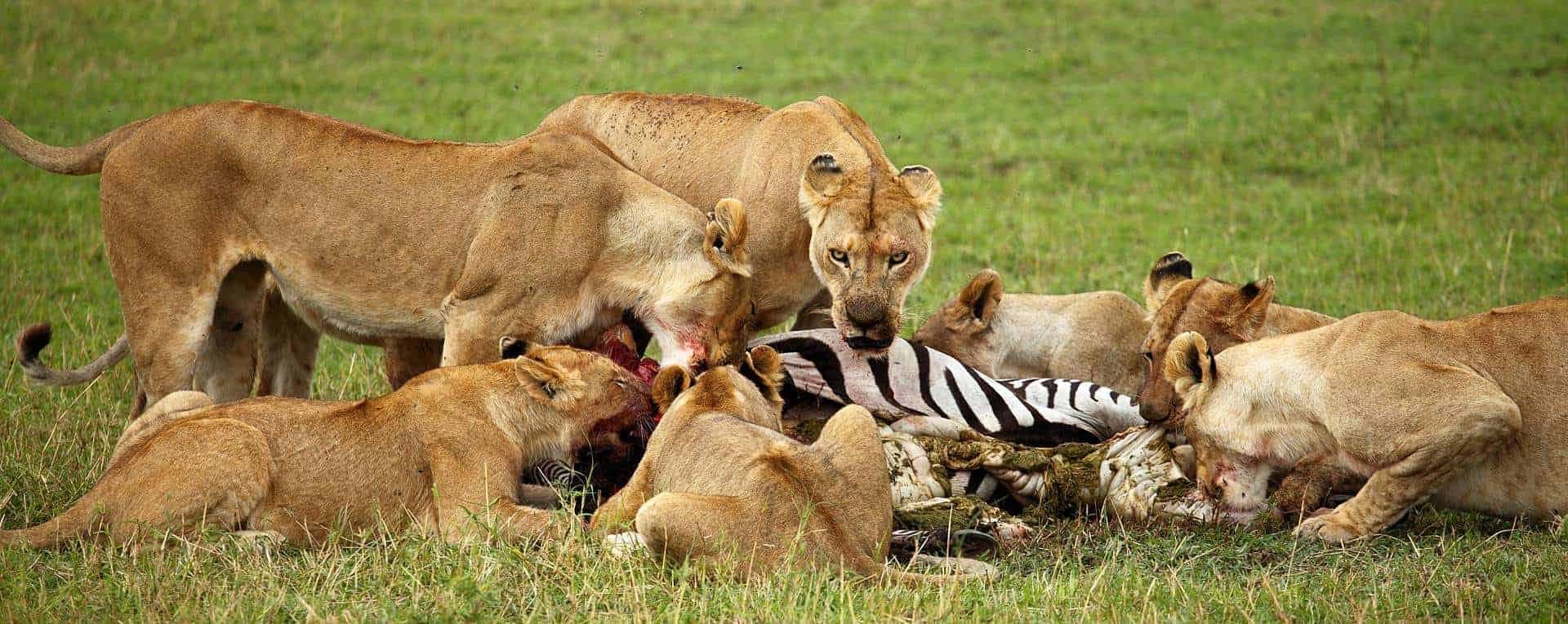 Lions resting in long golden grass