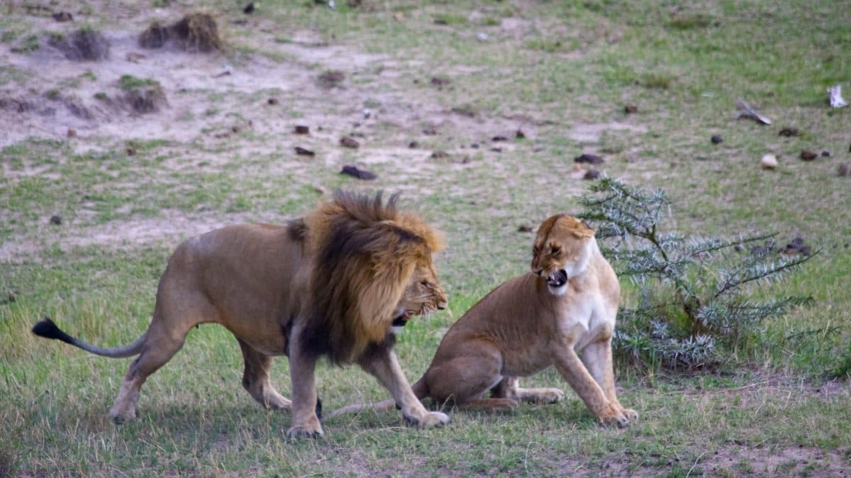 Lions resting in long golden grass