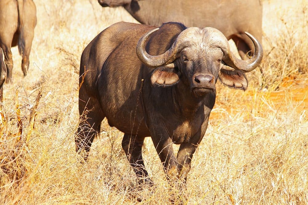Cape buffalo grazing in open country