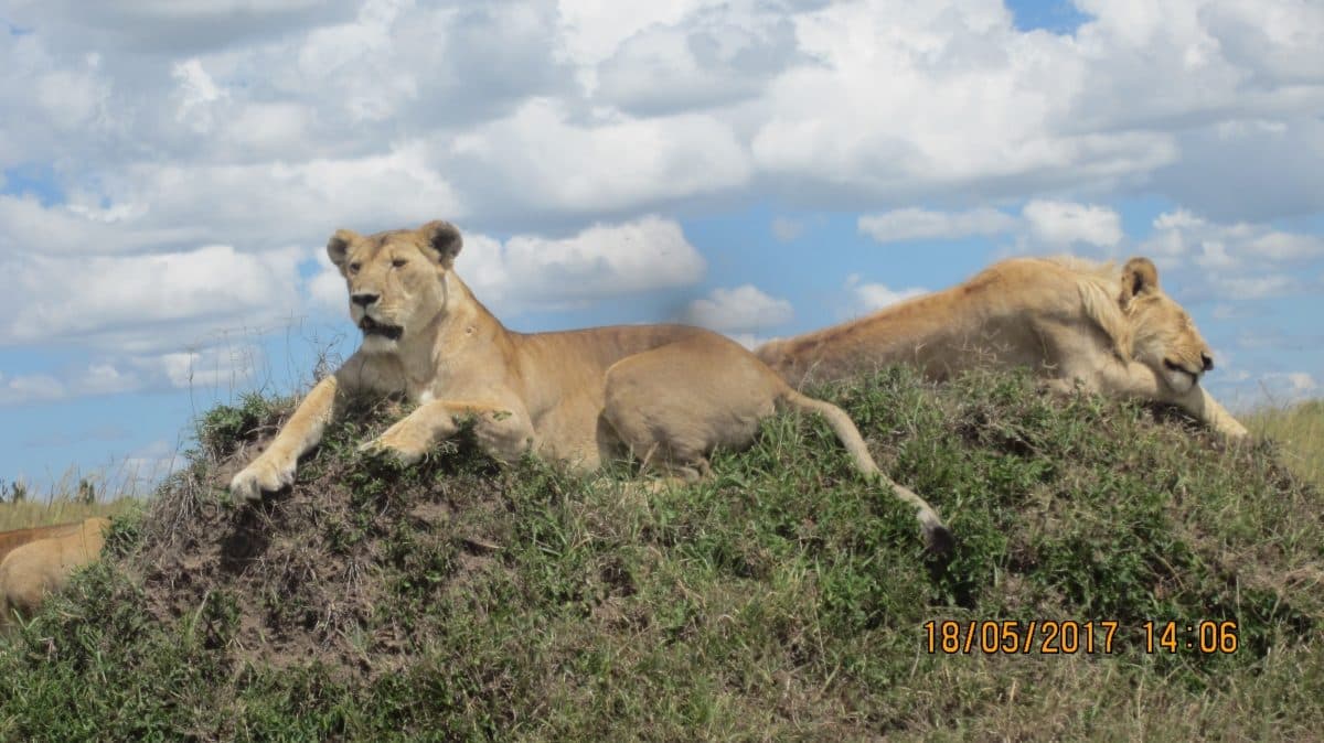 Lions resting in long golden grass