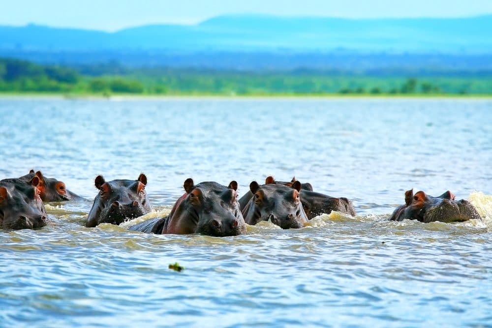 Hippos resting in shallow water