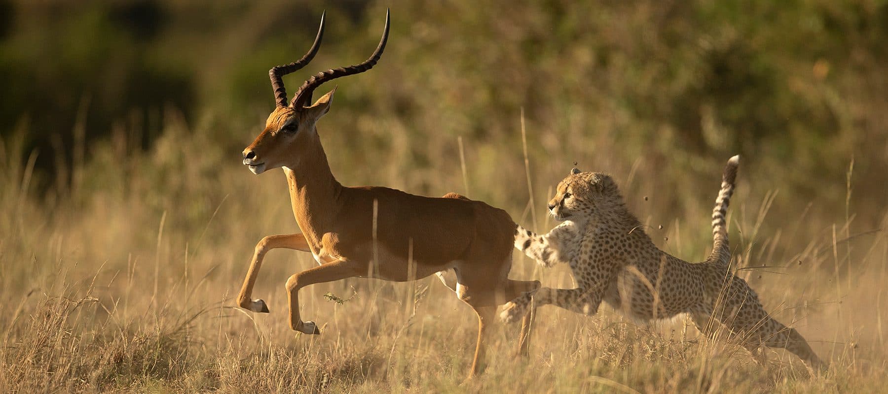 A cheetah watching the plains from raised ground