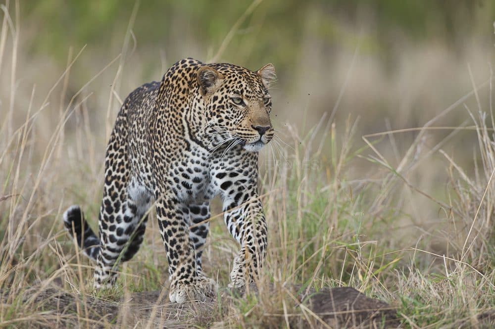 A leopard stretched along a thick tree branch