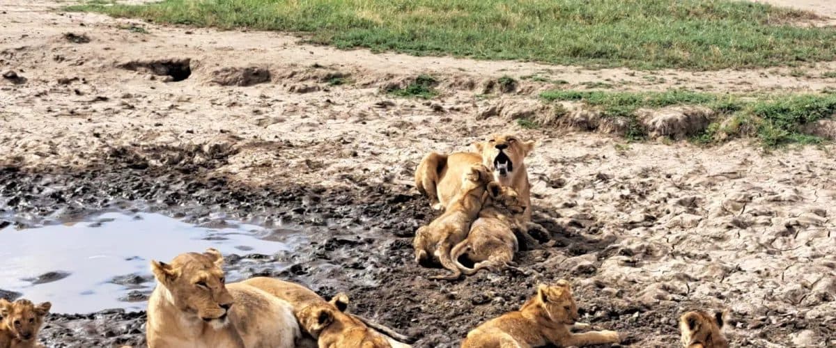 Lions resting in long golden grass